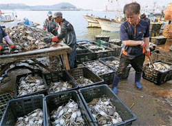 先月３０日、延坪島の住民が船着き場で漁船から下ろしたワタリガニを選別している。