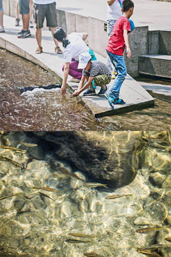 人工河川の清渓川ですが、魚の群れを簡単に見ることができるので、親子連れもたくさん。元気いっぱいの子どもたちは水遊びに夢中です。