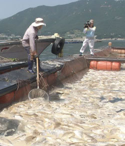 １１日慶尚南道南海郡（キョンサンナムド・ナムヘグン）の弥助（ミジョ）港にあるタイ養殖場で漁師が赤潮で死んだ魚を取り出している。