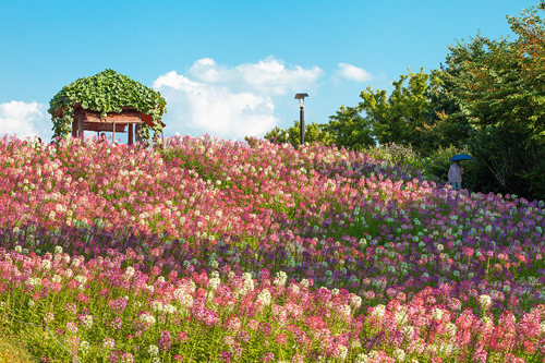 まばゆいほどの黄花コスモス畑の隣には、しっとりと穏やかに咲く風蝶草（ふうちょうそう）園が。秋風にかわいらしくそよそよと揺れる姿は疲れた心をやさしく溶きほぐし、気がつけば「いい日だな」という言葉がこぼれています。