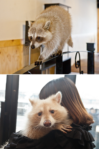 もふもふキュートなアライグマに会えるのは地下鉄１号線松内（ソンネ）駅近くにある「Ｂｏｎｔｉａ　ｄｉ　ｃａｆｅ」。「ノグリカペ（タヌキカフェ）」の愛称で呼ばれているこちらでは、元気いっぱいに店内を走り回る２匹のアライグマと遊ぶことができます。