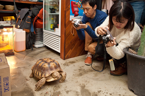 こちらには店名の「ガラパゴス」にぴったりの海ガメも！普段はなかなかお目にかかれない巨大カメを目の前にし、お客さんはみんな写真撮影に夢中です。旅行中の一休みには、かわいい動物たちがいるカフェでヒーリングタイムを過ごしてみるのも良さそうです。
