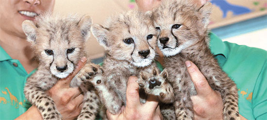 エバーランドで生まれた３つ子のチーター