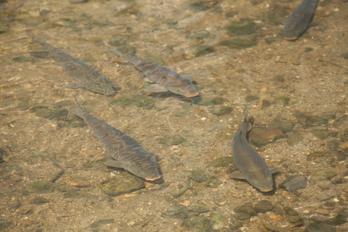 澄みきった水の中をのぞいてみると、たくさんの魚たちが優雅に泳いでいる姿が見えます。溢れる緑の中にはタンチョウやタヌキなども生息。ここで暮らす生物たちは３００種を超え、自然の宝庫といわれています。