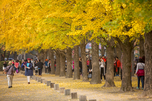 ｎｏｗ ソウル 冬のソナタのロケ地 金色に輝く南怡島の秋 Joongang Ilbo 中央日報