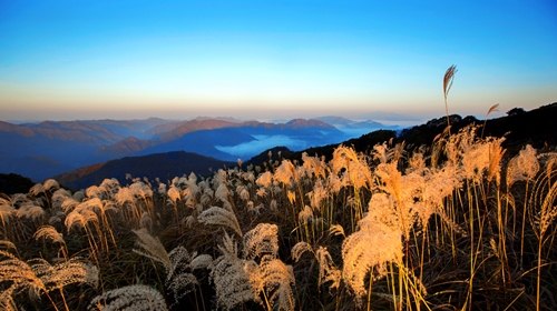 江原道旌善ミンドゥン山の頂上のススキの花が朝日を浴びて輝いている。