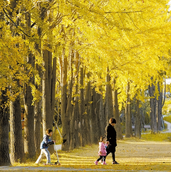 ソウル延南洞の「京義線　森の道」のイチョウ道。「京義線　森の道」は「ヨントラルパーク」とも呼ばれて市民の憩いの場になっている。