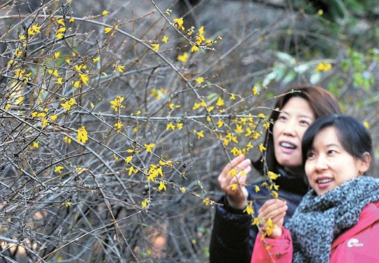 ７日、大田市の国立大田顕忠院の散歩道に植えられているレンギョウの花が咲いている。