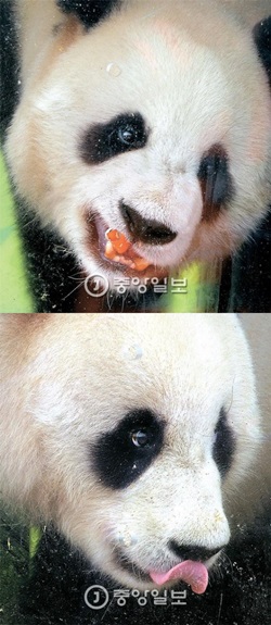 ３日、中国のつがいのパンダが韓国にやって来た。パンダのロバオ（楽宝、雄、写真上）とアイバオ（愛宝、雌）が飼育員が与えたニンジンを食べている。