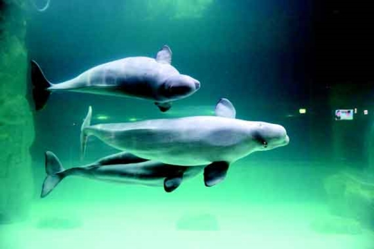 ソウルのロッテワールド・アクアリウムのマスコットのシロイルカが水族館で泳いでいる。このうち１頭が２日午前に死んだ。（写真ロッテワールド・アクアリウム）