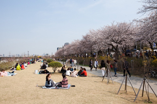 日中の最高気温は２０度前後まで上がるので、天気がよければ漢江の岸辺でお花見も楽しめます。
