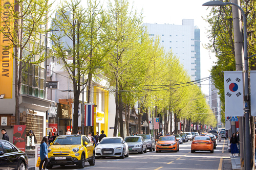 日中の気温が２０度を超える日が続き、カロスキルの街路樹には鮮やかな色合いの葉がつきました。