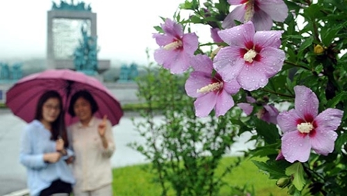 写真 激しい豪雨に耐えて ムクゲの花が咲きました 韓国 大田 Joongang Ilbo 中央日報