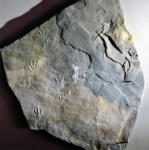1億年前の白亜紀のトカゲの化石、韓国南海で世界初の発見 | Joongang