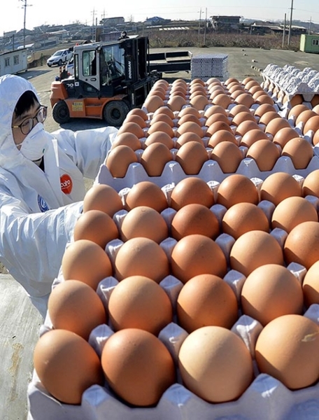 ２８日、忠清南道天安市の臨時集荷場で、関係者が近隣の養鶏農場で生産された卵を車両に移動させている。