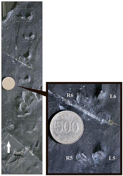 中生代白亜紀の地層から初めて発見された跳躍歩行形態の哺乳類足跡の化石。