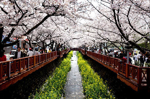 韓国でも春の花といえば桜！韓国南端の都市、鎮海（チネ）は数十万本の桜が咲き誇る花見の名所として知られ、毎年韓国最大規模の桜祭りが開かれます。今年は３月２６日の開花予報に合わせ、満開の見ごろとなる４月１日から１０日間開催される予定です。