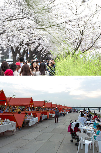 ソウルの桜の開花予報は４月６日です。最大規模の桜祭りが開かれるのは、ソウルを横断する川・漢江（ハンガン）に面する汝矣島（ヨイド）。４月７日からの８日間の期間中には、漢江沿いを彩る美しい桜や、夕方６時から開催の「ソウルパムトッケビナイトマーケット」などを楽しむことができます。