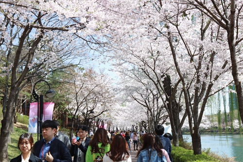 「ロッテワールドタワー」周辺では今、桜が見ごろ！隣接する「石村湖（ソッチョンホス）」は桜の名所として知られ、毎年この時期には韓国内外から多くの人が訪れます。