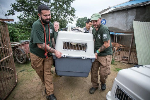 国際動物保護団体ヒューメインソサエティーインターナショナル（ＨＳＩ）は２０日、忠清南道礼山の犬農場で処理される危機に置かれた犬１４９頭を救助した。（写真＝ＨＳＩ）
