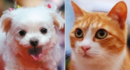 韓国人が最も多く飼っている伴侶動物のうち犬部分１位を占めたマルチーズ（左）と猫部門１位を占めたコリアンショートヘア（右）。（写真＝中央フォト）