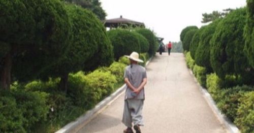 ２０１４年国立顕忠院に植栽されたカイヅカイブキ。現在は他の韓国産樹種に交代された。これに先立ち、市民団体は２０１３年顕忠院内日本産カイヅカイブキが植栽されたと国会に請願書を出した。（写真＝中央フォト）