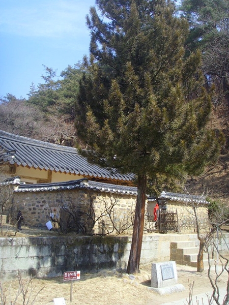 陶山書院の庭に４７年間あったコウヤマキが、ことし９月ごろに書院の塀の外に移植されることになった。（写真提供＝安東市）