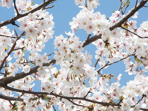 日本では先週のうちに各地で桜が開花し、すでに満開になった地域もあるようですが、ソウルの開花予想は７日（土）。あともう少しです。