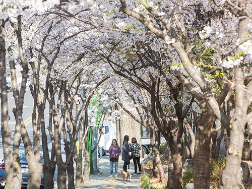 カフェやクラブが集まる賑やかな繁華街である弘大（ホンデ）にもこんな桜並木。