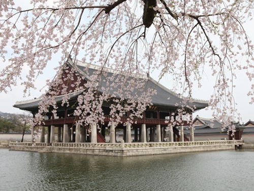 一押しのお花見スポットは、やはり古宮。桜だけでなく、春の花が一斉に咲き誇ります。　来週、ソウルにお越しの方は、ぜひ市内各地でお花見もお楽しみください。　（写真は景福宮（キョンボックン）の慶会楼（キョンフェル））