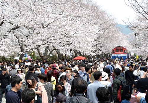 １日、慶尚南道昌原市で鎮海軍港祭が開幕し、慶和駅が花見客で混雑している。