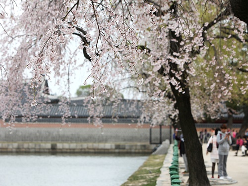 暖かくなってきたこの時期は、花々も素敵。冬季期間は観覧できなかった集玉斎（チボッチェ）の図書館および八隅亭（パルジョン、カフェ併設）も４月１日からオープンし、この時期ならではの楽しみがいっぱいです。