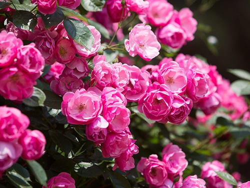 今年の「バラ園祭り」は５月２６日（土）から６月１０日（日）まで。約１７９種、３万８千株の華麗なバラが咲き誇り、その規模は韓国最大級。