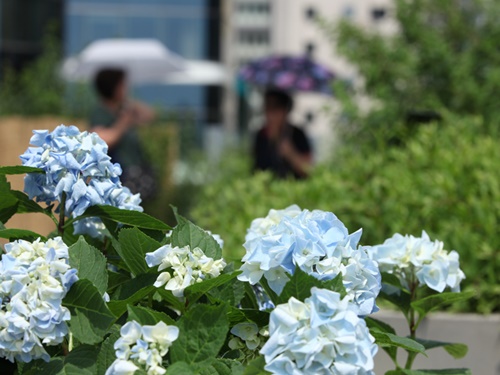 植物が多く植えられているので、四季折々の花を観賞しながらゆったりと歩くのがオススメ。