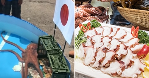 日本のタコ「ラビオ君」が日本のロシアＷ杯競技結果を占う姿（左）とタコの刺し身のイメージ（右）（ユーチューブキャプチャー、中央フォト）