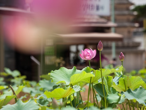 季節を感じることができるスポットとしても知られる曹渓寺。１年を通して行われる仏教行事と平行し境内も様々な姿を見せます。