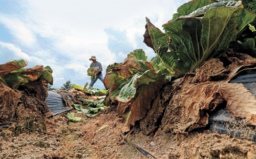 ８日、江原道平昌郡大関嶺面横渓里の農家の畑に、暑さのため枯れて収穫できなかったハクサイが散在している。