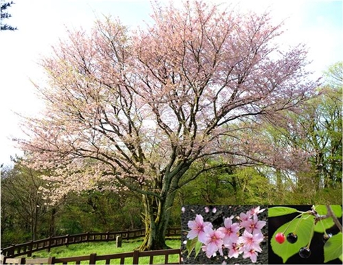 済州市奉蓋洞の自生「王桜」。天然記念物１５９号に指定されている。（写真＝国立樹木園）