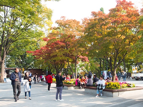 明洞（ミョンドン）から程近く都心にありながら、「南山」は紅葉の名所として人気です。