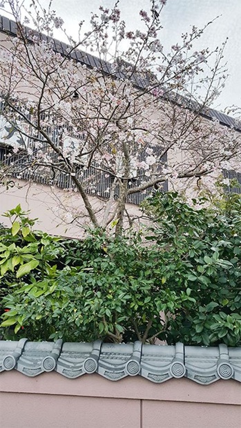 九州・嬉野に咲いた１０月の桜。最近、九州一帯を旅した時に撮影したものだ。（写真提供＝ソン・テウォン）
