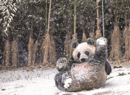 １３日、京畿道龍仁市のエバーランドで雌のパンダのアイバオが雪原の上を転がっている。（写真提供＝エバーランド）