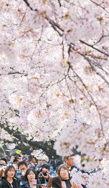 ３１日、慶南昌原市鎮海区余佐川に満開した咲の花