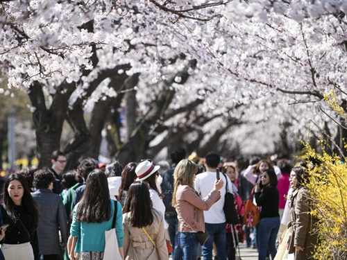 先週のうちに満開になった釜山（プサン）などの韓国南部に続いて、ソウルにもついに桜の季節が到来しました！