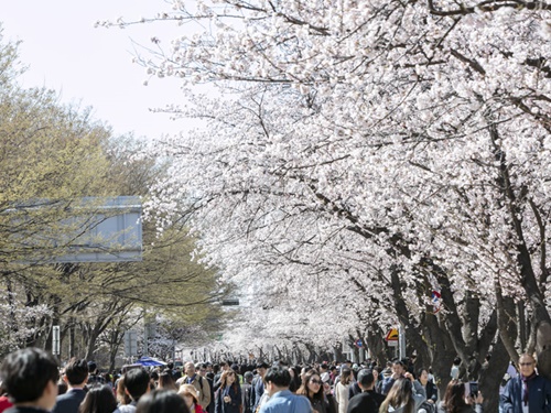 ソウルの定番お花見スポット・汝矣島（ヨイド）。１，８００本余りの桜並木が満開を迎え、漢江（ハンガン）沿いがピンク色に染まっています。