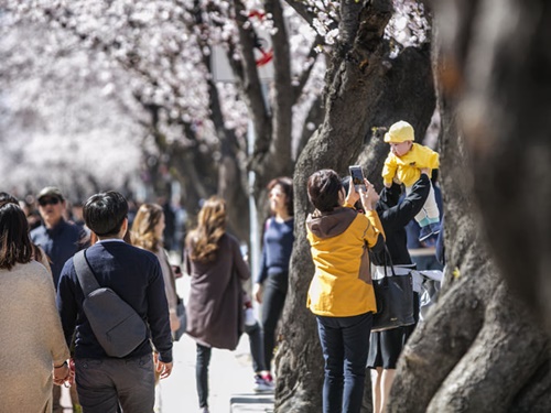 今週ソウルにお越しの方は、お花見を楽しんでみてはいかがでしょうか？