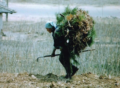 ２００３年北朝鮮農村の様子。ある北朝鮮住民が背負子（しょいこ）で草を運んでいる。［中央フォト］