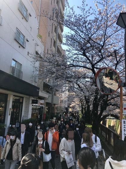 ２６日、日本の桜の名所である目黒川の周辺に集まった人波。週末の２８～２９日には東京都が外出自粛を勧告し、足を運ぶ人が突如途絶えた。ソ・スンウク特派員