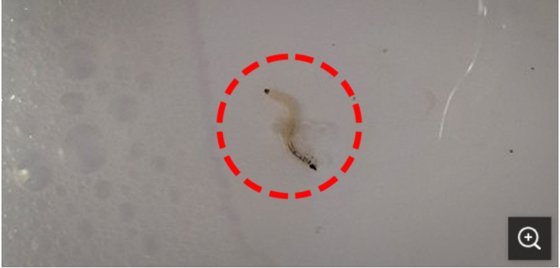 坡州市雲井（パジュシ・ウンジョン）新都市のあるアパート洗面台で発見された幼虫。［写真　読者］
