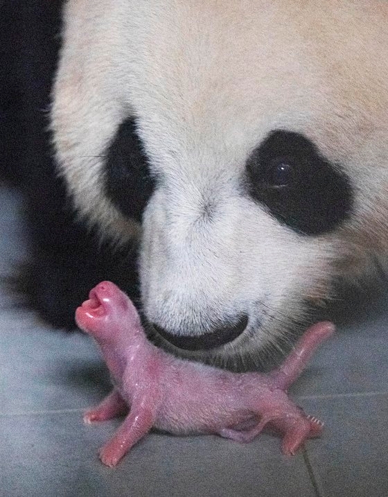 世界的希少種のジャイアントパンダ 韓国で初めて出産成功 中国から来て４年ぶり Joongang Ilbo 中央日報