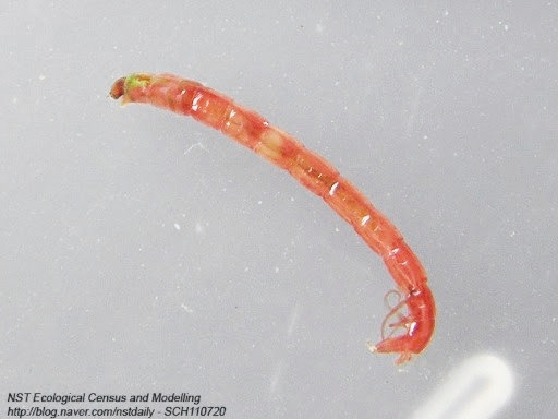 仁川市内の一部水道水で見つかったユスリカの幼虫。